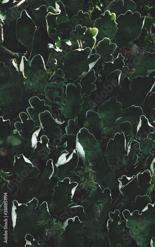 Close up of green dog lichen, Peltigera aphthosa. photo