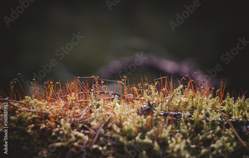 Beautiful Bright Green moss grown up cover the rough stones and on the floor in the forest. Show with macro view. The moss texture in nature for wallpaper.