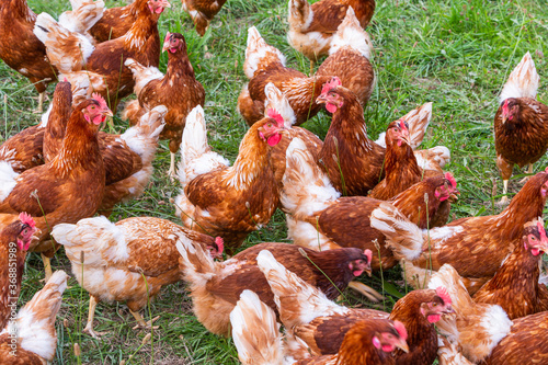 viele braune Hühner im Freien