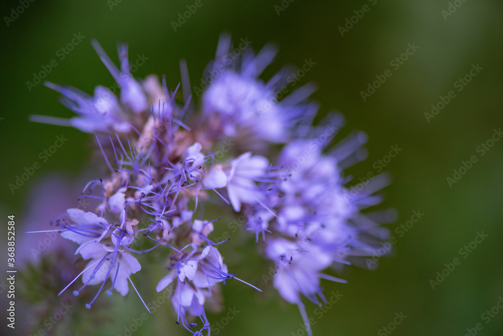 Thistle flowers in the forest. Close-up photographed. Thistle flowers in the forest. Close-up photographed.