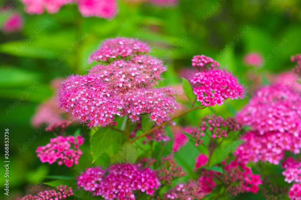 Blooming Spiraea japonica 'anthony waterer' in the summer garden. Pink cluster flowers