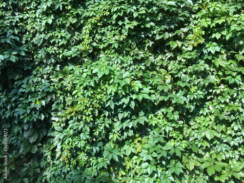 The wall is overgrown with green ivy. Summer