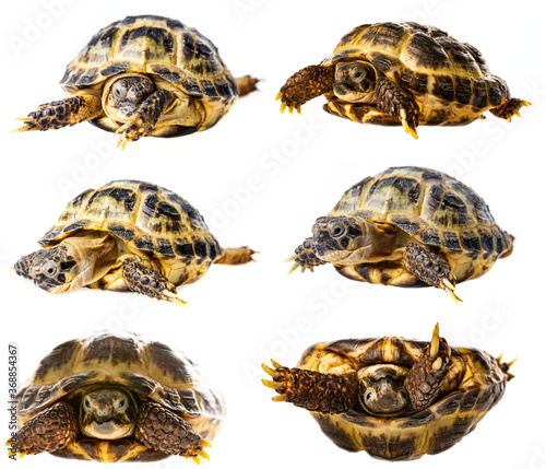 tortoise - testudo horsfieldii isolated on white - collection