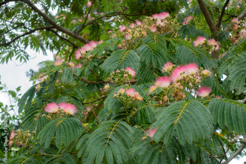 Pink Siris (Albizia julibrissin f. rosea) tree flowering in a London Park photo