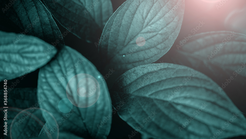 bush with bright green leaves on dark natural background bush with bright green leaves on dark natural background