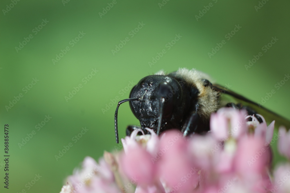 macro shot of bumblebee and pink perennials macro shot of bumblebee and pink perennials