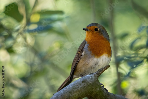 Robin looking alert in a tree on a summer day