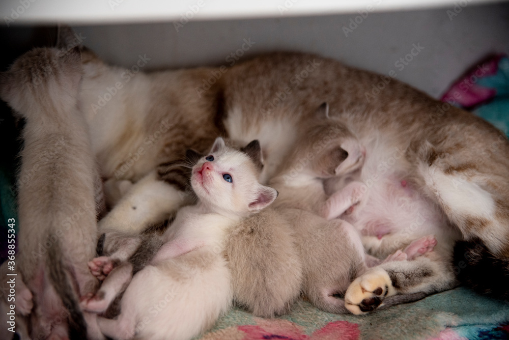 Grupo de pequenos gatinhos listrados em uma cesta velha 