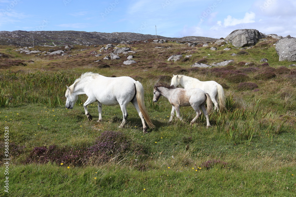 Wild ponies, south uist, outer hebrides scotland Wild ponies, south uist, outer hebrides scotland