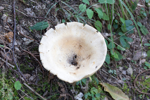 An unidentified mushroom in the wood