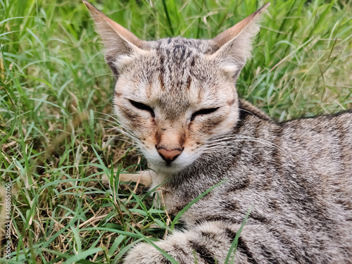 cat on grass