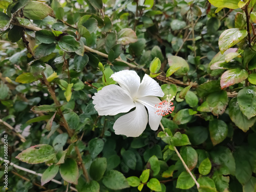white hubiscus flower in the garden