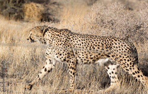 A pciture of a cheeta in savannah photo