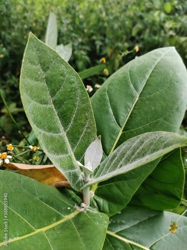 Calotropis procera sprig