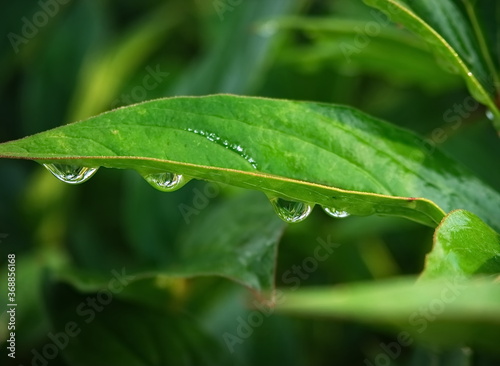 Liść, kropla wody na liściu © malgorzata