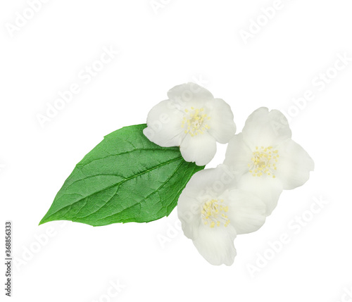 Jasmine flowers isolated on white background, top view © Alexander