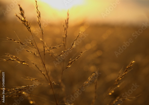 Trawa, zachód słońca © malgorzata