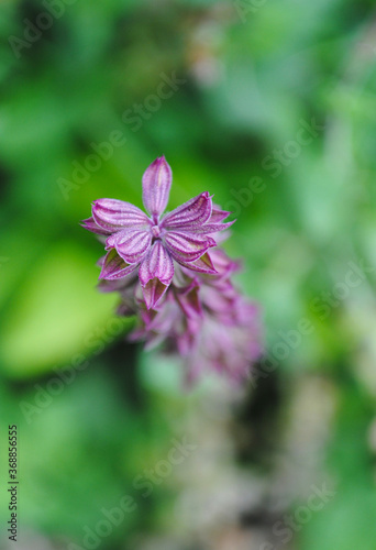 tiny purple flower