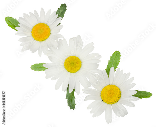 Fototapeta Naklejka Na Ścianę i Meble -  Chamomile flowers isolated on white background, top view