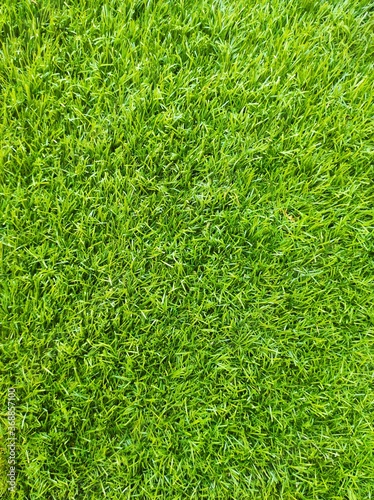bright green grass background