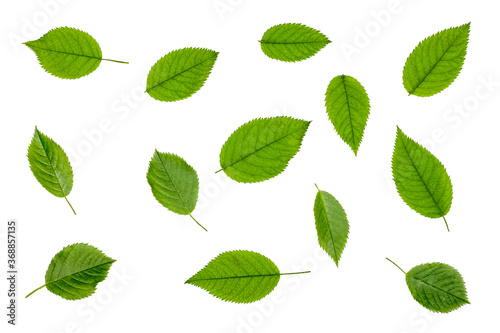 Green Apple-tree leaves isolated on white