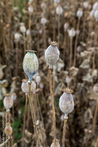 Field full of dry poppies. photo