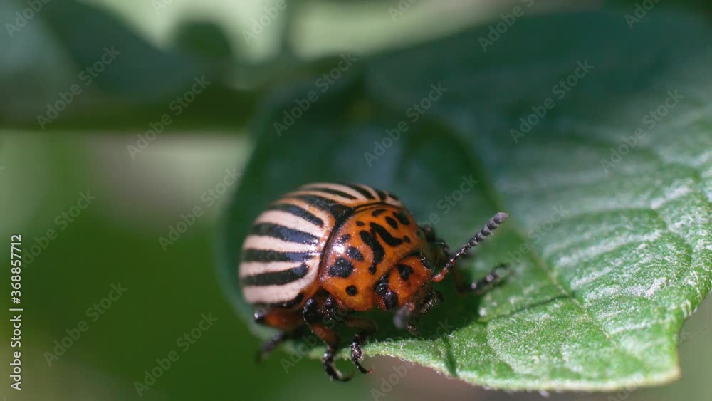 Harvest pest, Colorado potato beetle crawls on potato leaves Harvest pest, Colorado potato beetle crawls on potato leaves