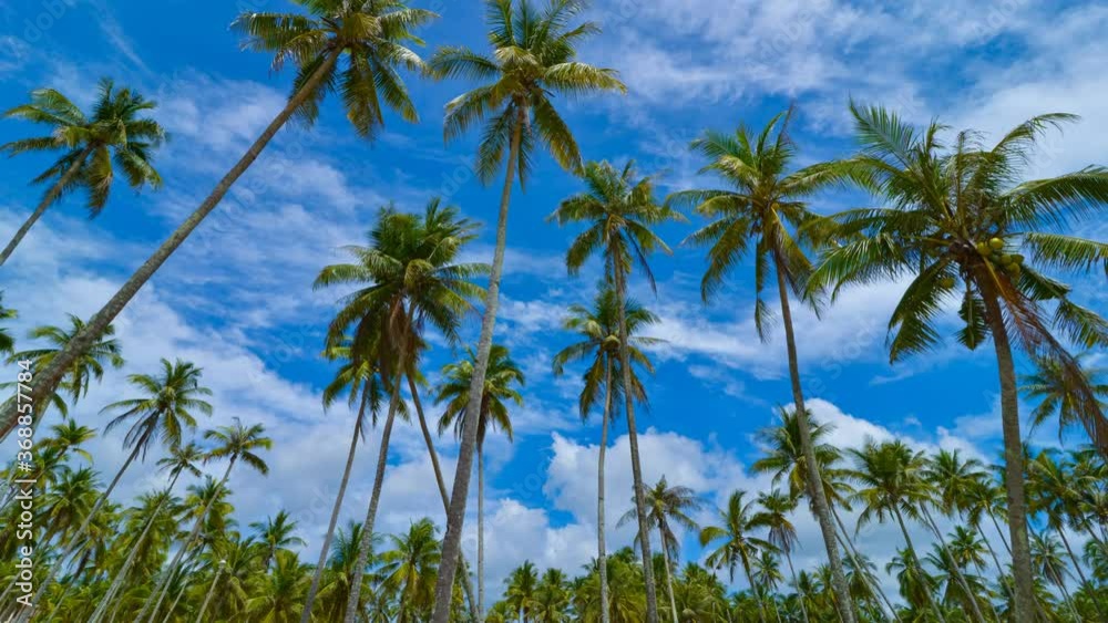 Static view time lapse coconut trees and moving clouds in Ultra HD (UHD) 4K. Static view time lapse coconut trees and moving clouds in Ultra HD (UHD) 4K.