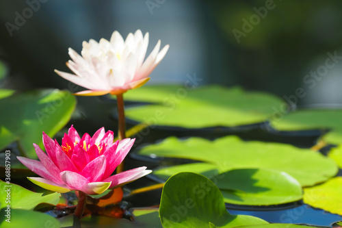 Nymphaea Attraction  pink waterlily lake. Water lily flowers and leaves