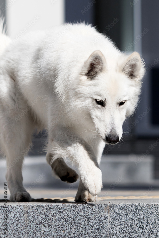 Obraz premium dog runs quickly down the steps