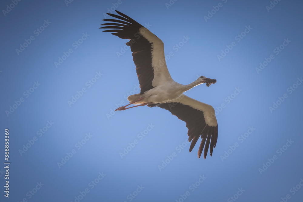 Obraz premium white stork in flight