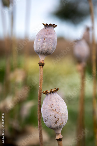 Field full of dry poppies. photo