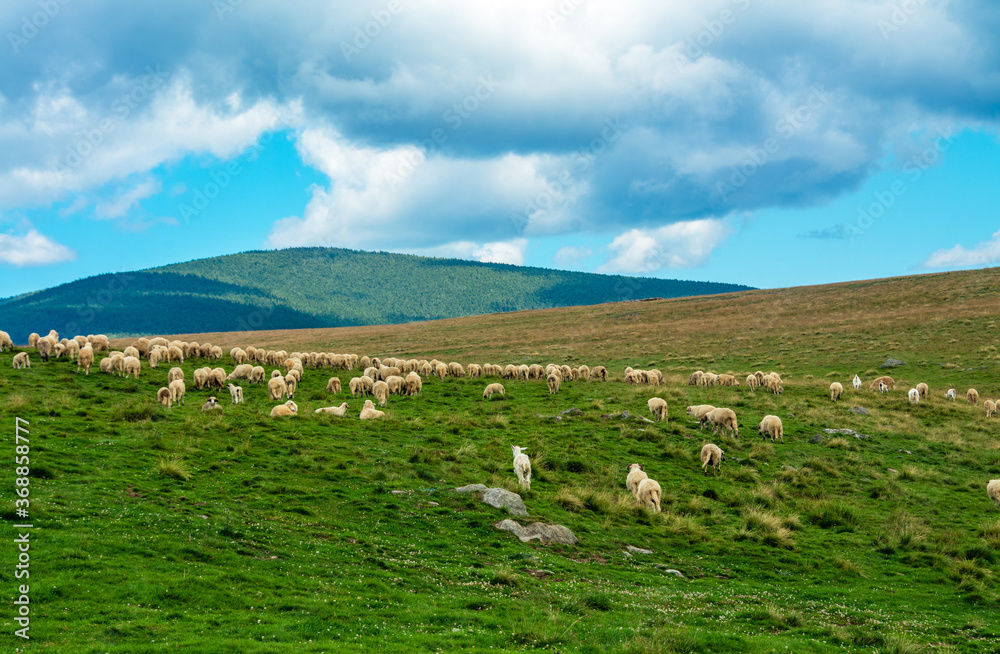 Obraz premium a flock of sheep on a pasture