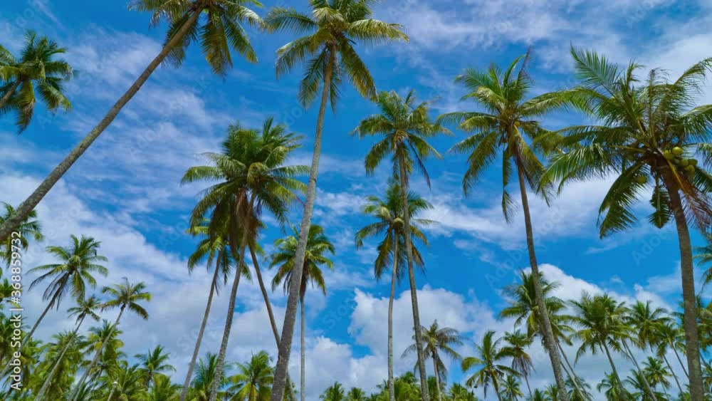Zoom out time lapse coconut trees and moving clouds in 4K Zoom out time lapse coconut trees and moving clouds in 4K