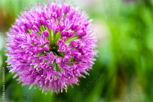 millenium ornamental onion