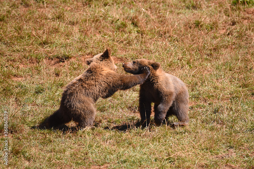 osos en safari por España photo
