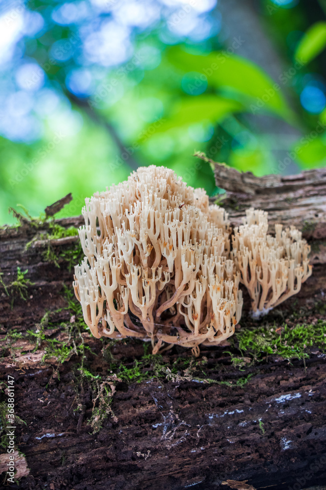 Crown-tipped coral (Artomyces pyxidatus) growing on a mossy log