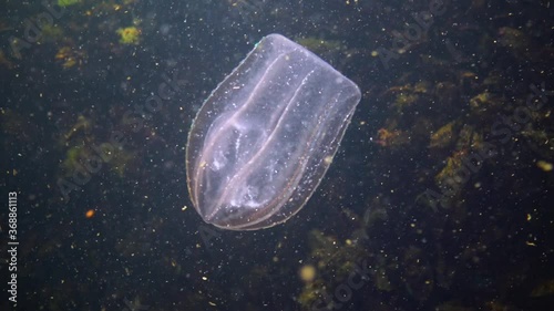 Ctenophores, predatory comb jellyfish invader to the Black Sea, jellyfish Beroe ovate, devouring Mnemiopsis leidy. photo