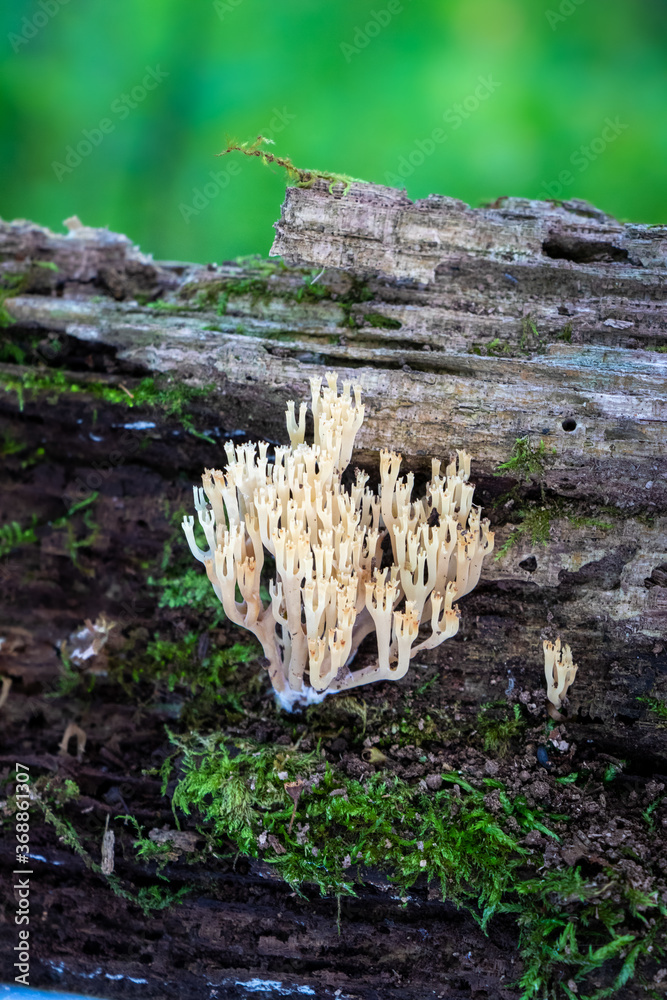 Crown-tipped coral (Artomyces pyxidatus) growing on a mossy log Crown-tipped coral (Artomyces pyxidatus) growing on a mossy log