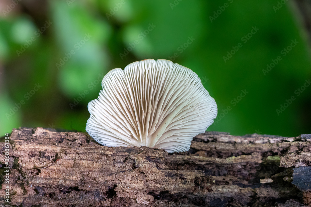 Flat oysterling (Crepidotus applanatus) growing on a log Flat oysterling (Crepidotus applanatus) growing on a log