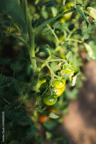 green fresh tomatoes home garden