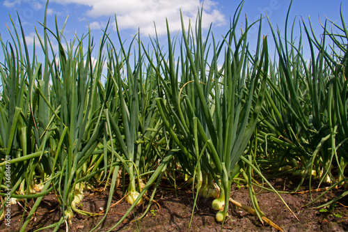 Onions growing on a field under a blue sky