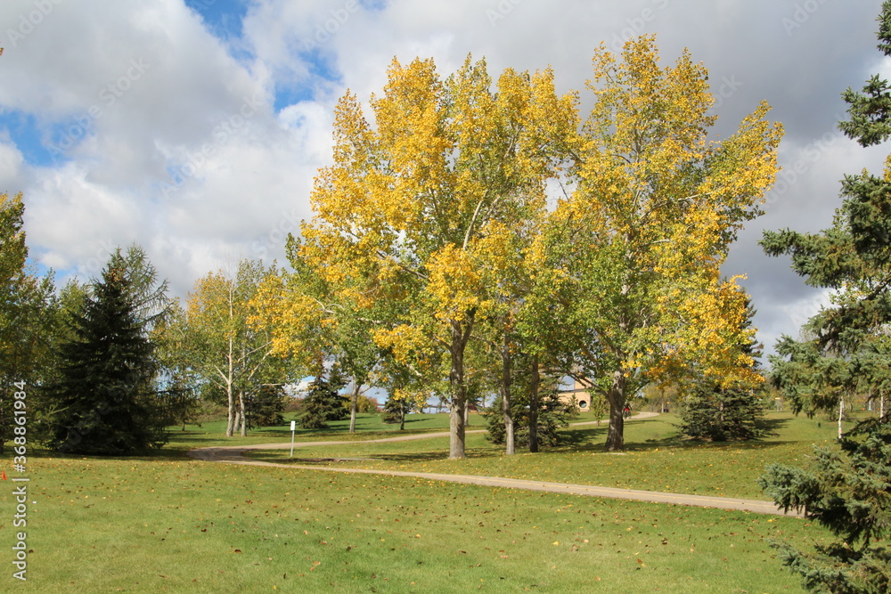 Changing Colours In The Tree, Rundle Park, Edmonton, Alberta