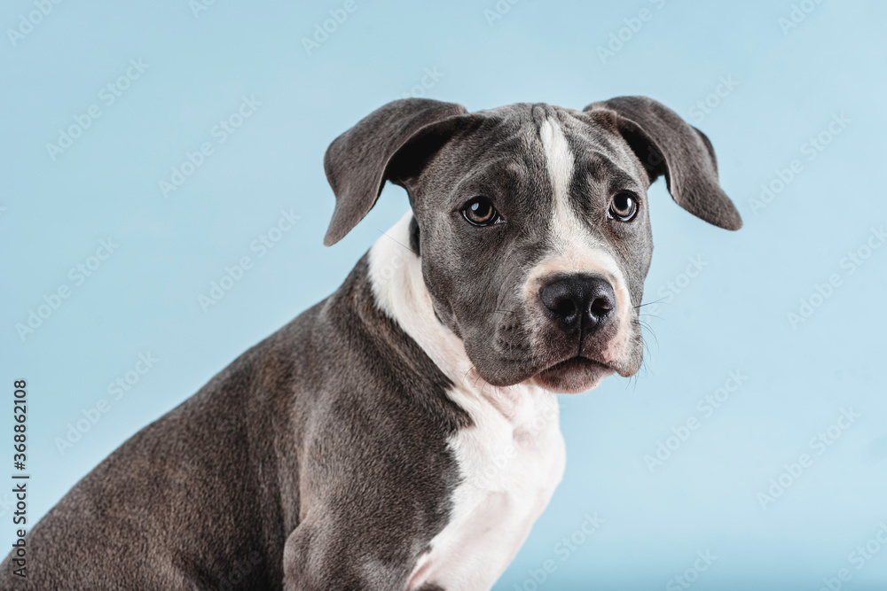 Puppy dog ​​looking at camera in profile in studio with blue background