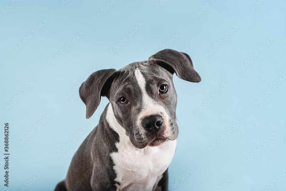 Puppy dog ​​looking curious at camera in studio with blue background