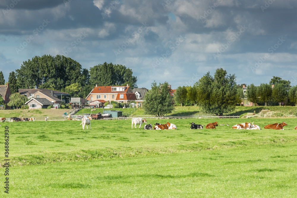 Obraz premium Typical Dutch polder landscape with green meadows, grazing cows with farms and houses on the polder dike of the village of Rijnsaterwoude against the horizon and background of sky with dark clouds