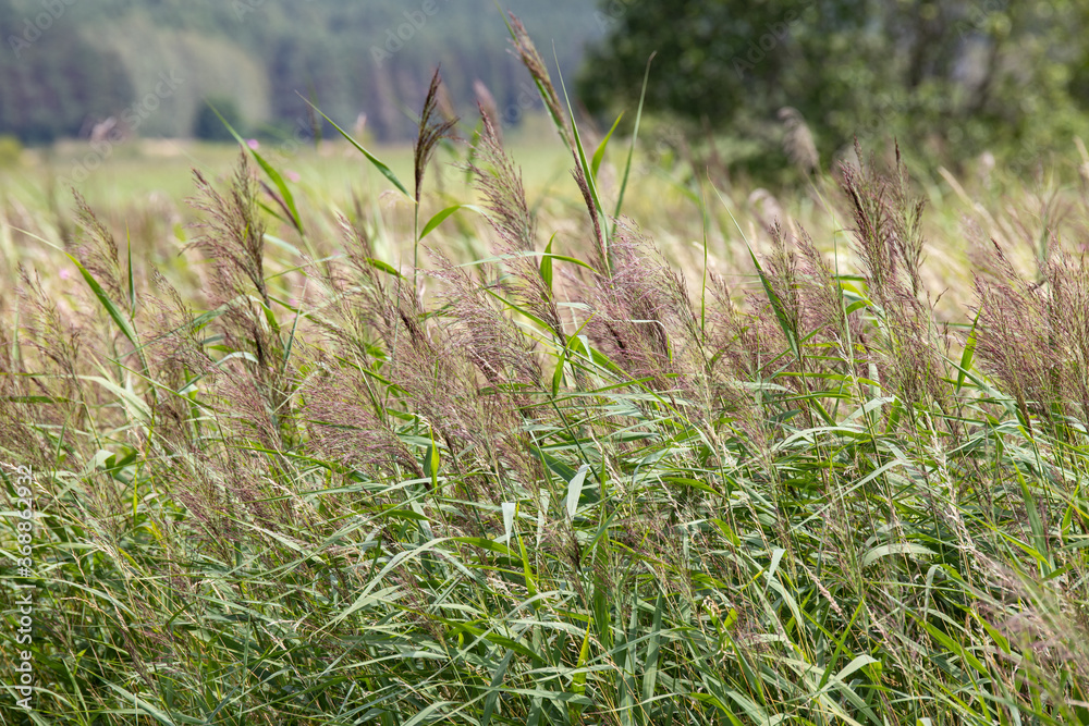 Reeds growing in the meadow. Wetlands near a small river.