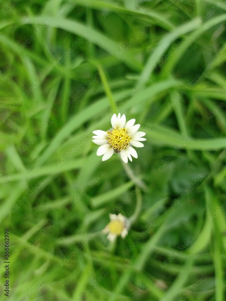 White flower green background closeup portrait hd photo White flower green background closeup portrait hd photo