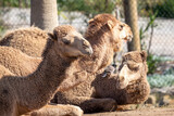 Three brown camels and a bird sitting on ground side by side