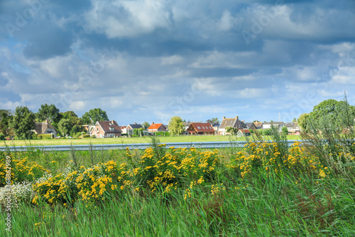 Fotografie, Obraz Polder landscape with yellow flowering Tansy, Tanacetum vulgare, in foreground a